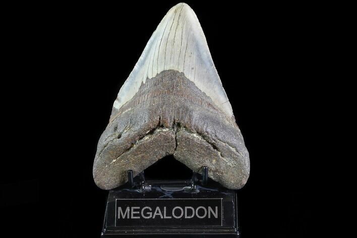 Huge, Megalodon Tooth - North Carolina #82929